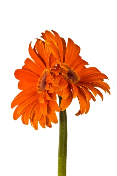 Zwei akkrete Blüten, Gerbera — Stockfoto
