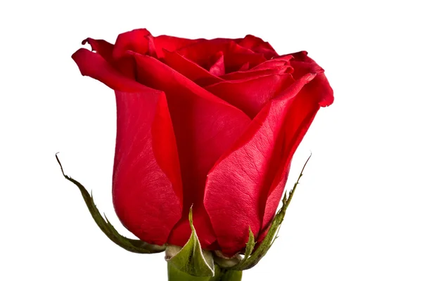 Бутон, цветок, яркая роза — стоковое фото