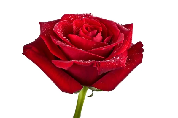 Bud, bloem, helder rose — Stockfoto
