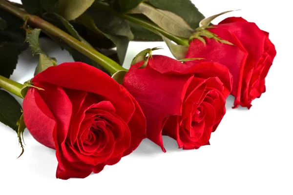 三朵花，鲜艳的玫瑰 — 图库照片