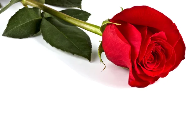 Бутон, цветок, яркая роза — стоковое фото