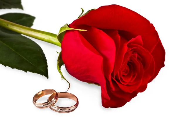 Flor uma rosa, duas alianças de casamento — Fotografia de Stock
