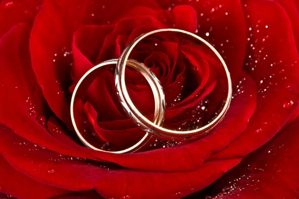 Цветок розы, два обручальных кольца — стоковое фото