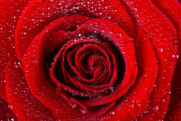 Rose écarlate en gouttes d'eau Image En Vente