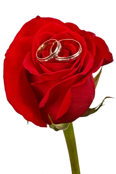 Flower a rose, two wedding rings Stock Picture