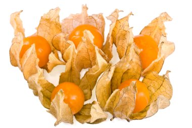 Physalis alkekengi kış kiraz