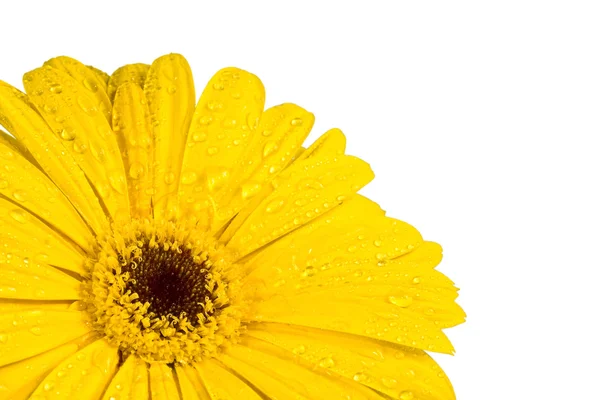 つぼみ、花、明るいローズ、滴水 — ストック写真