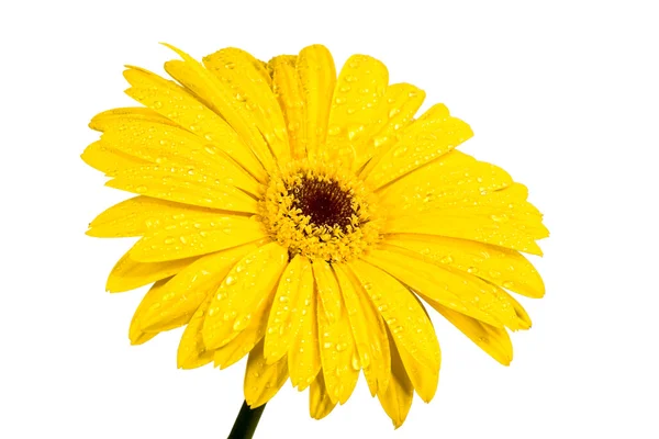 Ένα φωτεινό κίτρινο λουλούδι ζέρμπερα — Φωτογραφία Αρχείου
