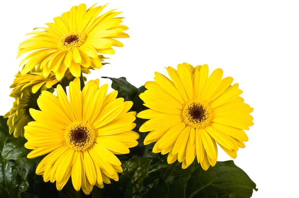 Gerbera a bright yellow flower — Stock Photo, Image