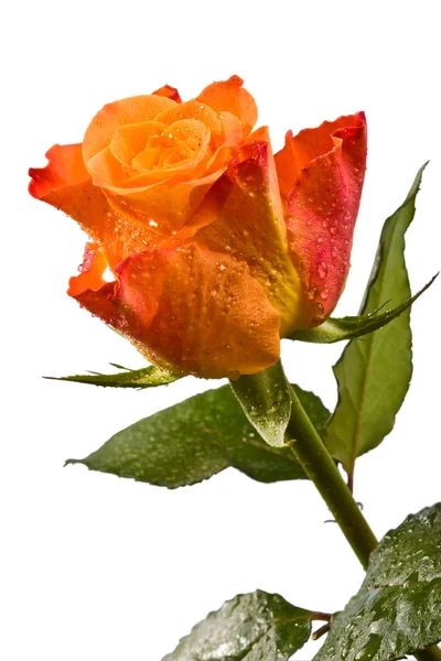 Bud, bloem, helder rose, druppels, water — Stockfoto