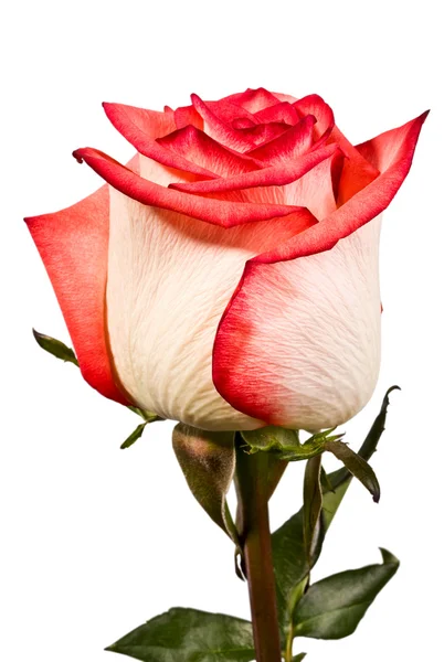 Bud, bloem, helder rose, druppels, water — Stockfoto