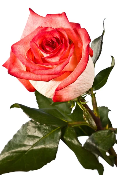 Rügy, virág, világos rose, csepp, víz — Stock Fotó