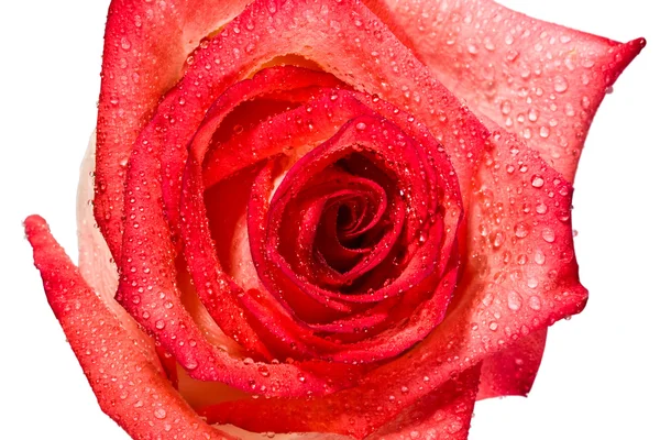 Bud, blomma, ljusa rose, droppar, vatten — Stockfoto