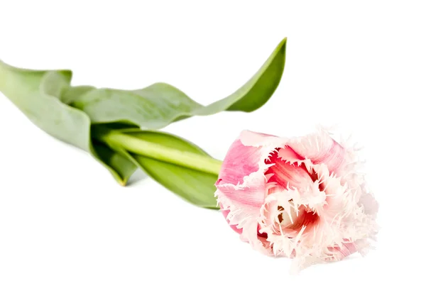 Нежный цветок, розовый тюльпан — стоковое фото
