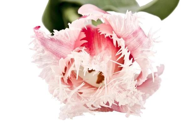 Flor tierna, tulipán rosa — Foto de Stock