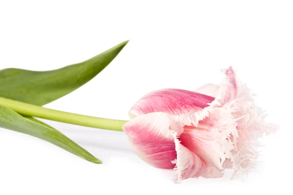 Flor tierna, tulipán rosa —  Fotos de Stock