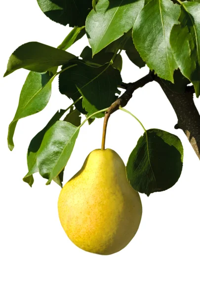 Ripe yellow pear on a branch — Stock Photo, Image