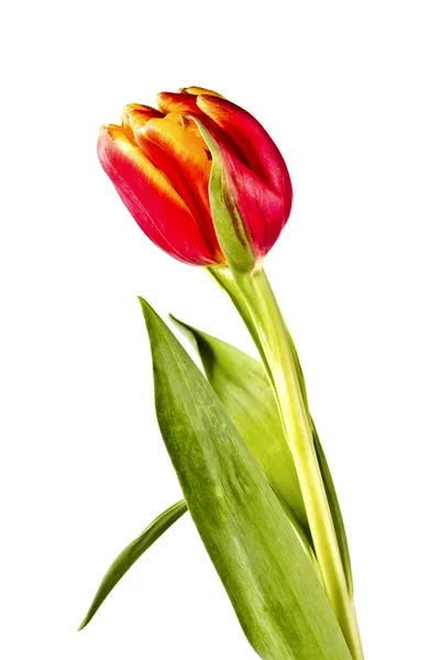 Anbud blomma, röd tulpan — Stockfoto