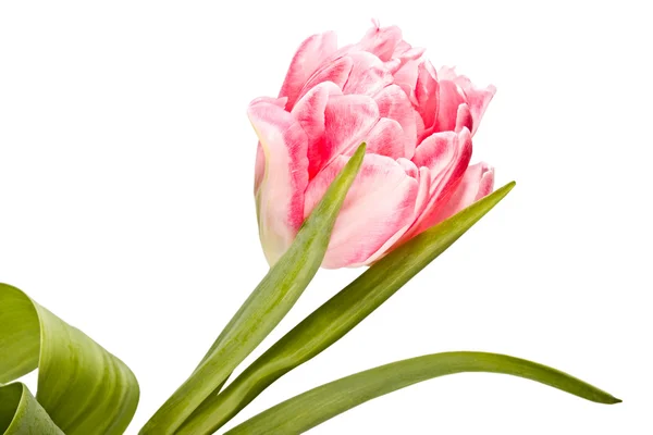 嫩花，粉红郁金香 — 图库照片