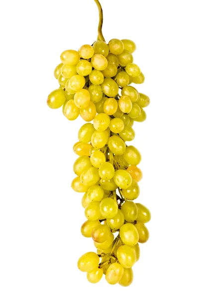 A szőlő elkülönített ága — Stock Fotó
