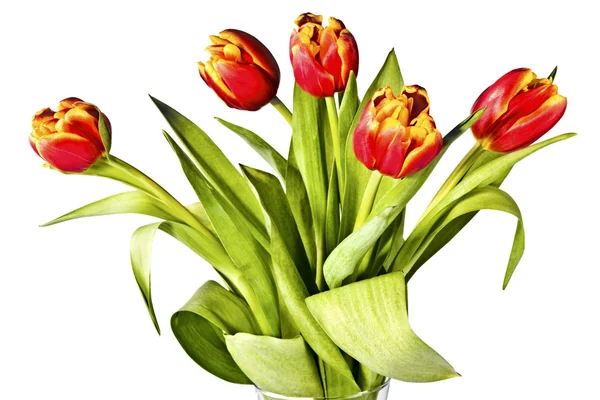 Аромат ярких тюльпанов на белом — стоковое фото