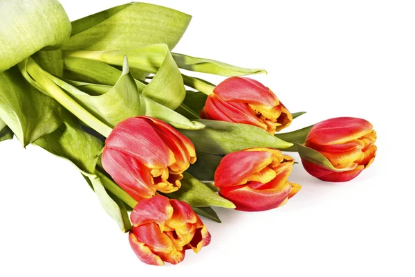 Bouquet de tulipes vives sur un blanc — Photo