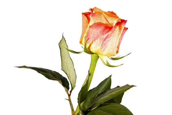 Πορτοκαλί λουλούδι, φωτεινά τριαντάφυλλο — Φωτογραφία Αρχείου