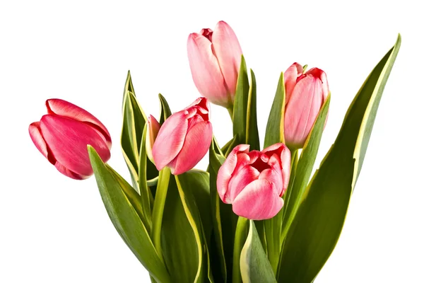 Strauß heller Tulpen auf einem weißen — Stockfoto
