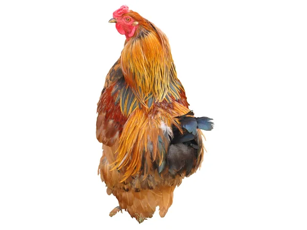 Rural cock — Stock Photo, Image