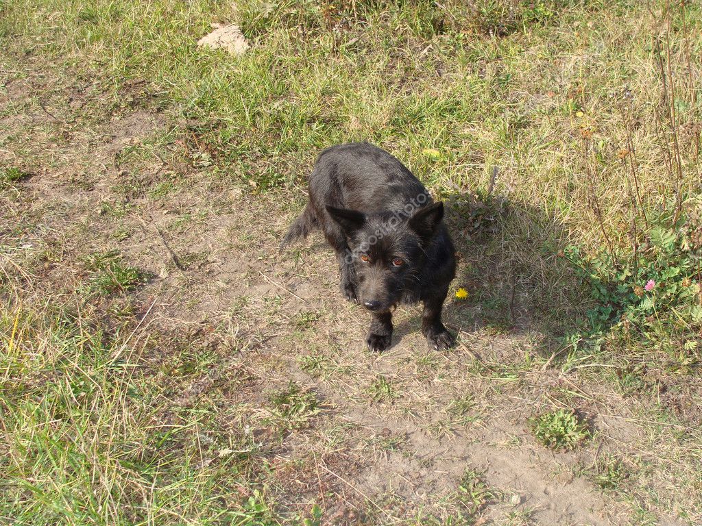 Kleiner Schwarzer Hund Stockfoto C Gurbi4