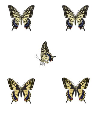 The butterfly. Vector illustration clipart