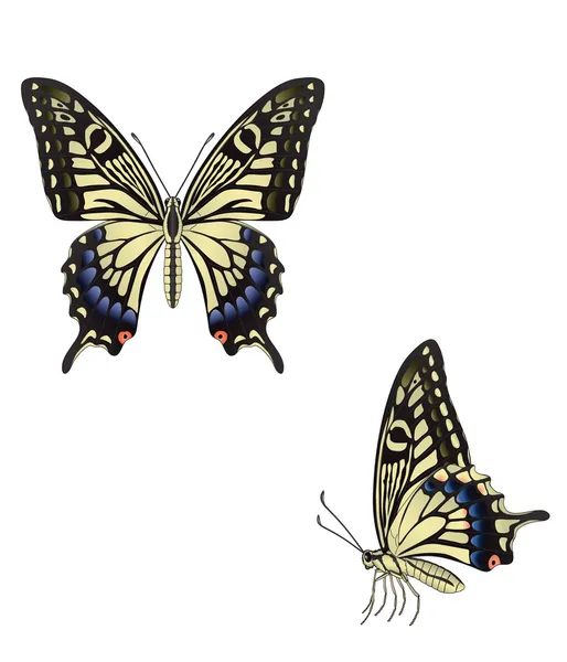 A borboleta. Ilustração vetorial —  Vetores de Stock