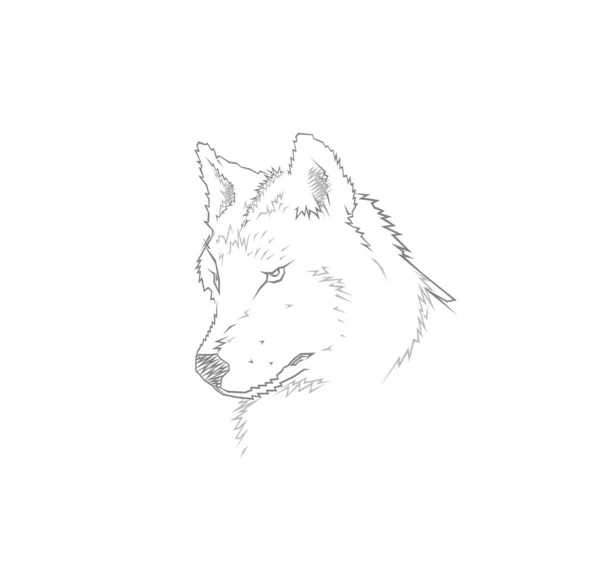 Gri wolf.vector resimde başkanı — Stok Vektör