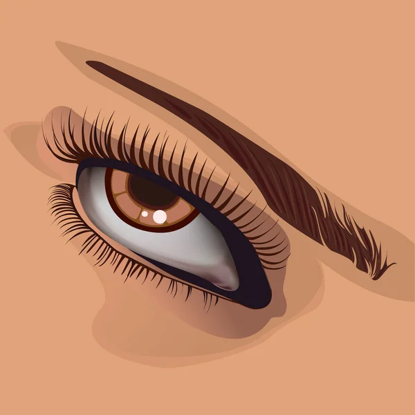Ανθρώπινο μάτι και φρύδι illustrati .vector — Διανυσματικό Αρχείο