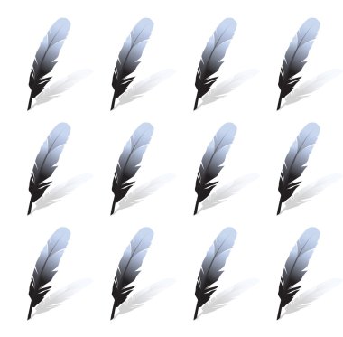 siyah feathers.vector illüstrasyon