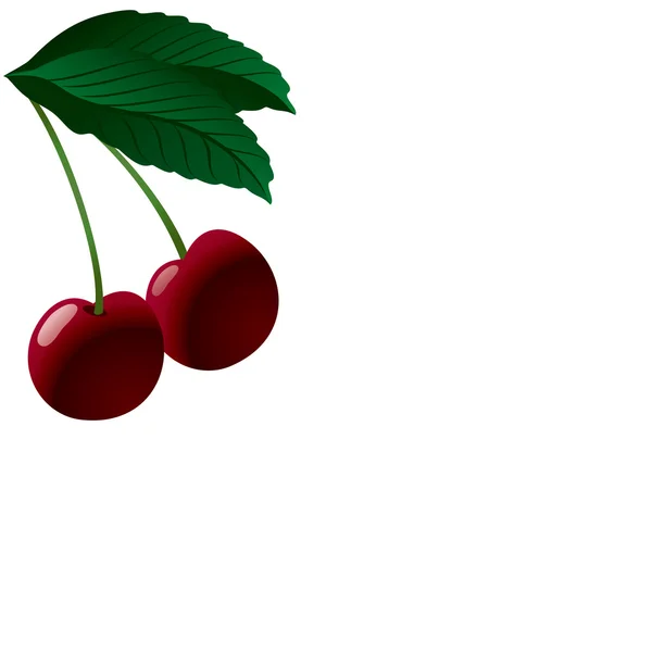 Две спелые вишни. Векторная иллюстрация — стоковый вектор