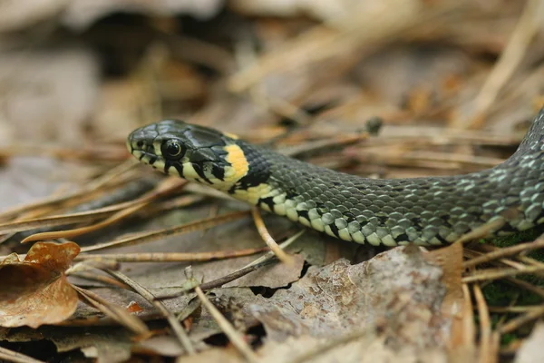 Травяная змея Лицензионные Стоковые Фото