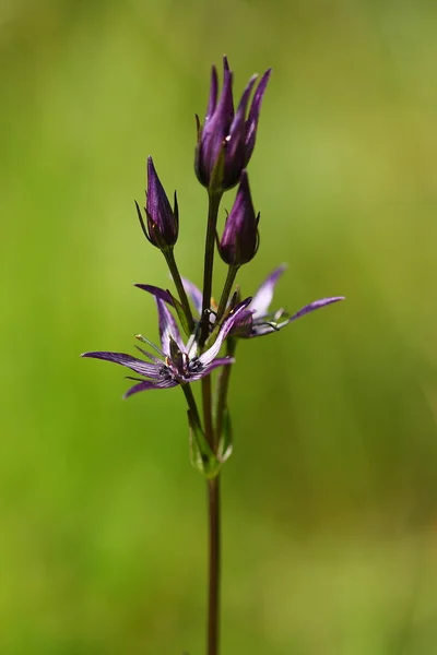 Dağ çiçeği — Stok fotoğraf