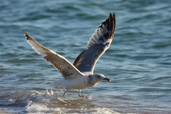 Seagull Entangled In Fishing Line — Stock Photo © sframe #1414154