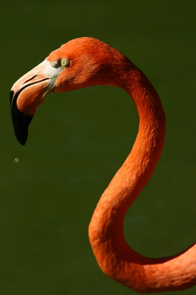 Röd flamingo — Stockfoto