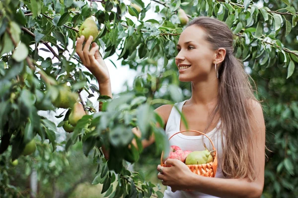 Beautiful woman picking the pear — Stock Photo, Image