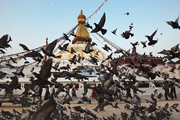 Boudha nath stupa lot gołębie — Zdjęcie stockowe