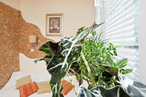Sonniger Schlafzimmerteil mit grünem Pflanzenblatt — Stockfoto