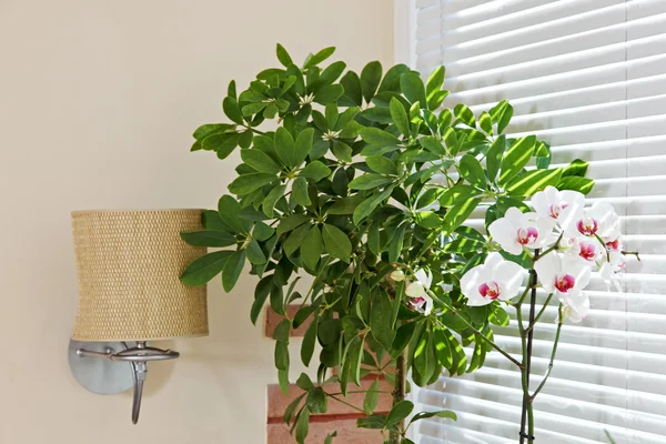 Orchid en groene plant voor jalou — Stockfoto
