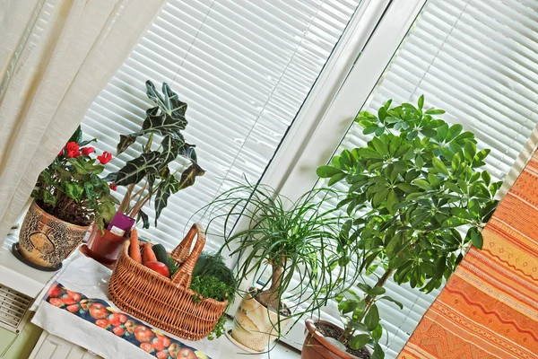 Picnic basket and flowerpots on windows — Stock Photo, Image