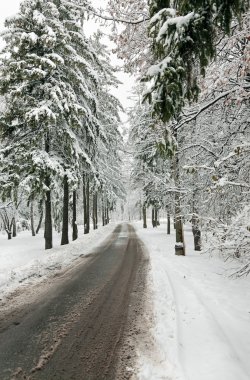 Winter road in snow-covered forest clipart