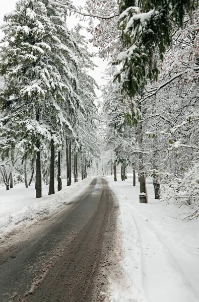 Camino de invierno en el bosque cubierto de nieve — Foto de Stock