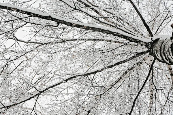 Karla kaplı huş dalları — Stok fotoğraf