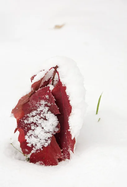 最初の雪で覆われている赤いカシを葉します。 — Stockfoto