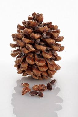 Cedar of Lebanon cone isolated on white clipart